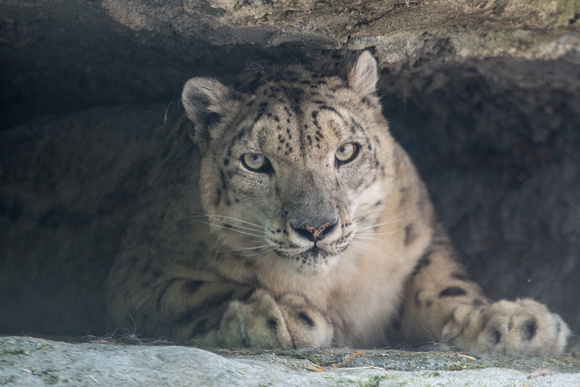 A snow leopard at the Pittsburgh Zoo