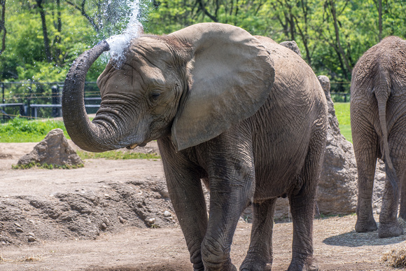 An elephant gives itself a bath at the Pittsburgh Zoo