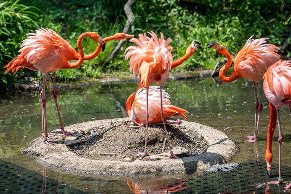 Flamingos fight at the Pittsburgh Zoo
