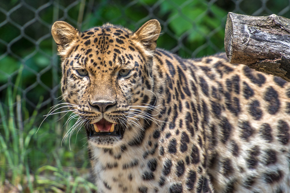 An amur leopard paces at the Pittsburgh Zoo