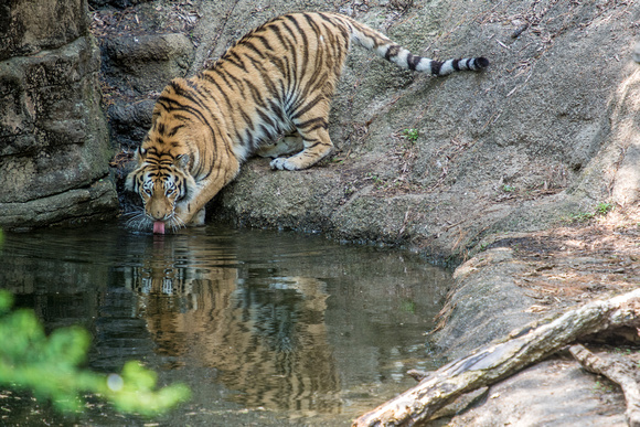 A tiger drinks from the water at the Pittsburgh Zoo
