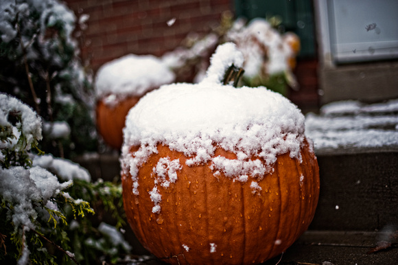 Snow covered pumpkins