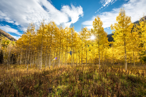 Beautiful light shines through Aspen trees near Maroon Bells in Colorado