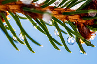 Tiny sunflares in ice on an evergreen tree