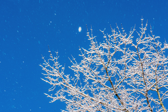 Snow falls above a tree in front of a beautiful blue sky
