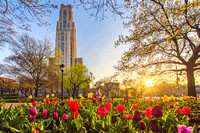 Sunrise over flowers on Pitt's campus in Oakland in front of the Cathedral of Learning