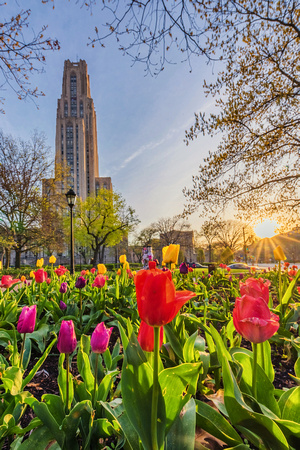 The sun rises by the Cathedral of Learning on Pitt's campus in the spring