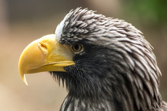 Profile view of the A  Steller’s Sea Eagle at the National Aviary in Pittsburgh