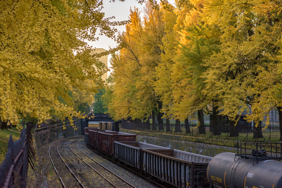 A train passses under ginkgo trees on the North Side of Pittsburgh