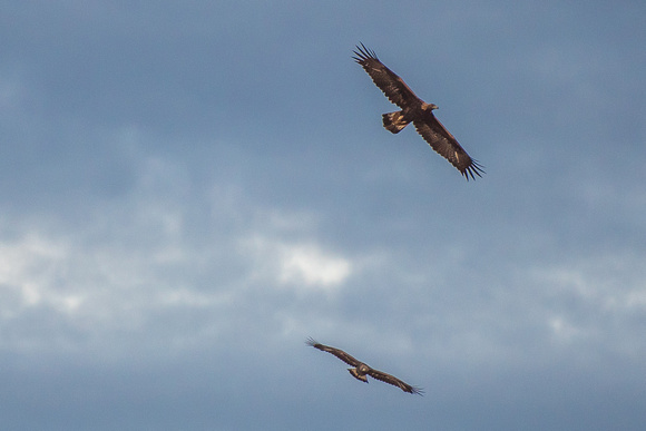 Two golden eagles spread their wings in Colorado