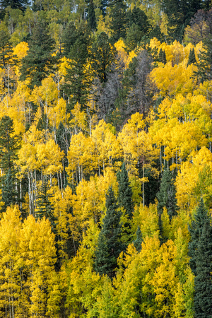 Colorful trees near the Grand Canyon of the Gunninson in Colorado