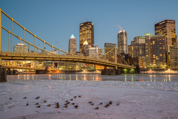 Geese on the ice on the Allegheny River in Pittsburgh at the blue hour