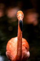 A flamingo at the National Aviary in Pittsburgh