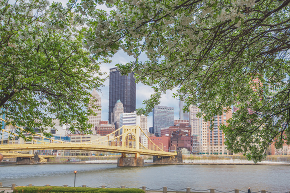Pittsburgh skyline under trees on the North Shore in spring