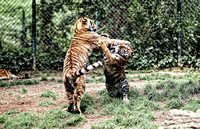 Tiger cubs playing at the Pittsburgh Zoo