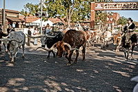 Cattle drive at the Ft. Worth Stockyards