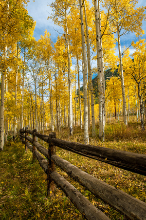 A fence post leads through the trees in Colorado