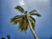 Palm tree at Dreams Punta Cana