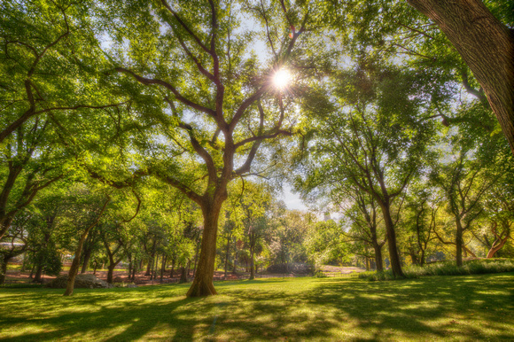 Sunflare through the trees in Central Park HDR