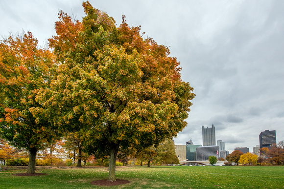 Trees in Point State Park and the Pittsburgh skyline
