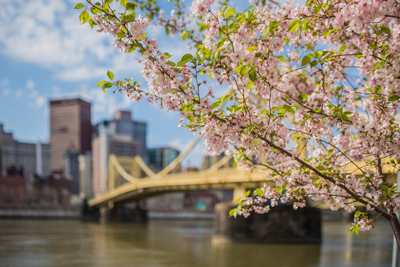 Flowers on a tree by the Andy Warhol Bridge in Pittsburgh