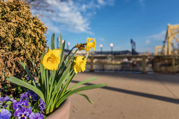 Flowers by PNC Park in Pittsburgh