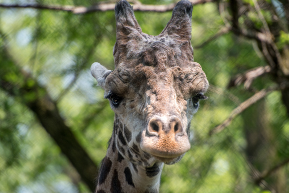 Straight on view of a giraffe at the Pittsburgh Zoo