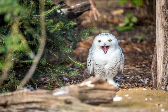 A snowy owl screeches at the National Aviary in Pittsburgh