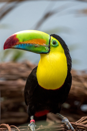 Toucan at the National Aviary