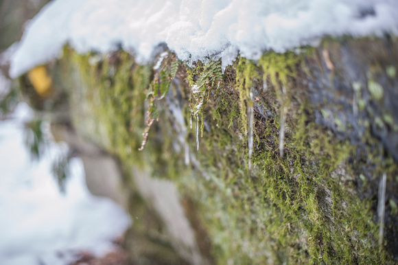 Tiny icicles in the moss at Ohiopyle State Park