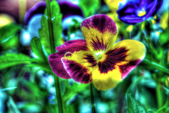 Brightly colored flower HDR