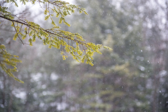 Snow falling around a branch at Ohiopyle State Park