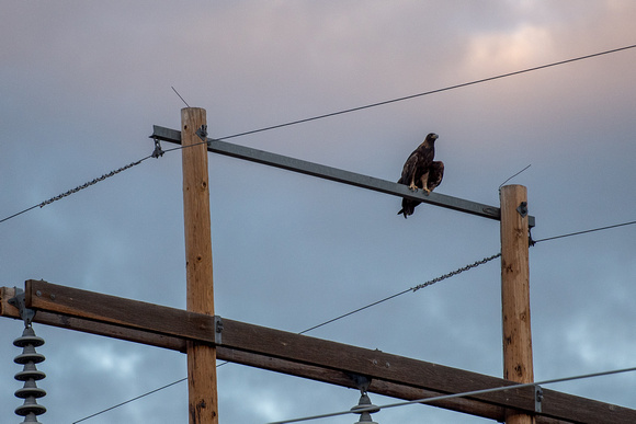 A golden eagle sits on a telephone wire in Colorado