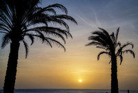 Silhouetted palm trees in an Aruba sunset