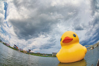 A fisheye view of the Giant Rubber Duck on the Allegheny River in Pittsburgh HDR