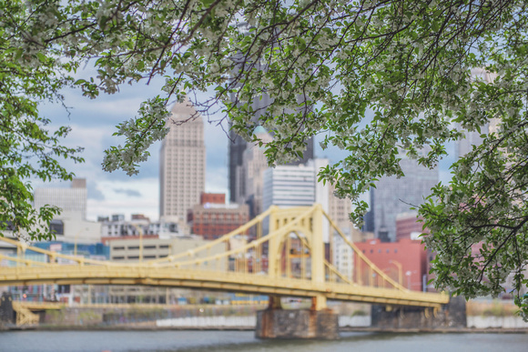 Andy Warhol Bridge under a tree on the North Shore of Pittsburgh in spring