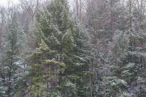 Snow on the trees at Ohiopyle State Park