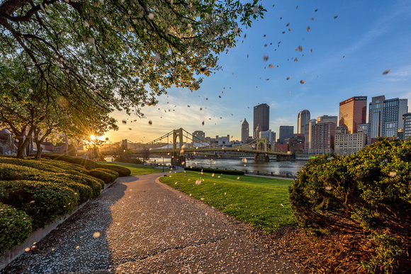 Flower petals fall on the North Shore of Pittsburgh at dawn