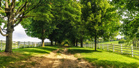 Panorama of a tree lined path at Round Hill Park