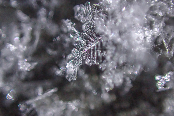 A macro view of a freshly fallen snowflake