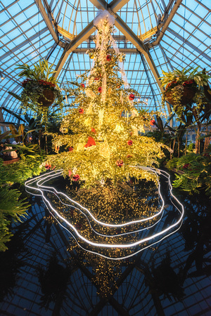 The beautiful Christmas tree in the Victoria Room at Phipps Conservatory
