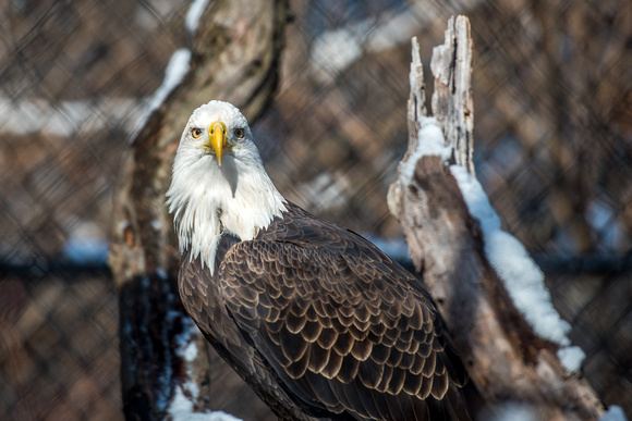 A bald eagle stands int he snow at the National Aviary in Pittsburgh