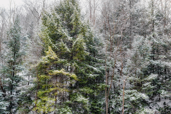 Snow covered trees at Ohiopyle