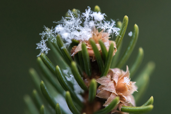 Snowflakes sit on pine needles after a fresh snow in Pittsburgh