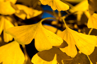 Close up of ginkgo leaves in West Park in Pittsburgh