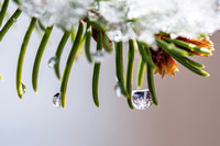 A macro view of a ball of ice on an evergreen