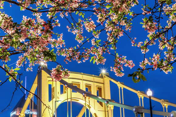 Blossoms on the North Shore stand out against an early morning sky in Pittsburgh