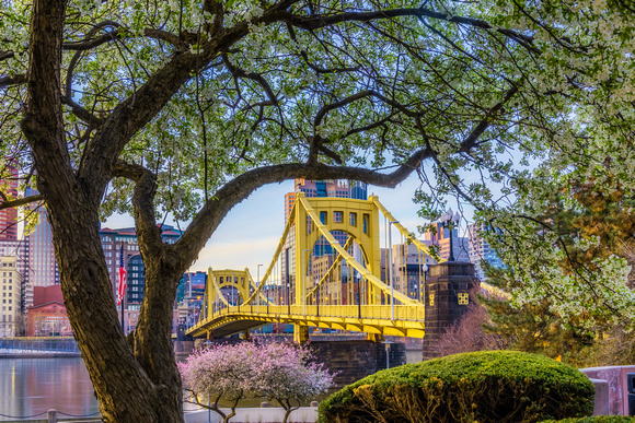 A tree on the North Shore frames the Clemente Bridge in spring in Pittsburgh