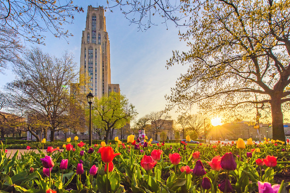 Sunrise over flowers on Pitt's campus in Oakland in front of the Cathedral of Learning