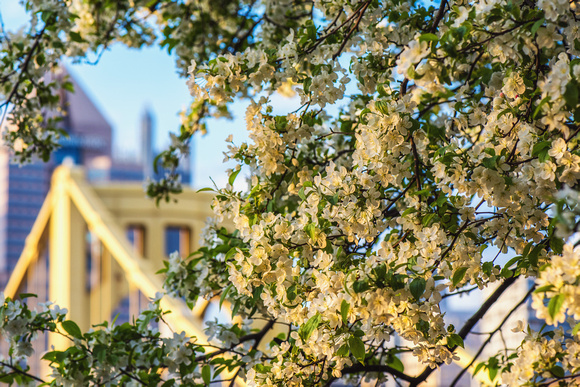 Blossoms on the North Shore frame the Clemente Bridge during spring in Pittsburgh